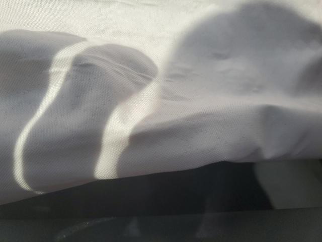 7SAYGAEE0SF221887 - 2025 TESLA MODEL Y 白色 照片 10