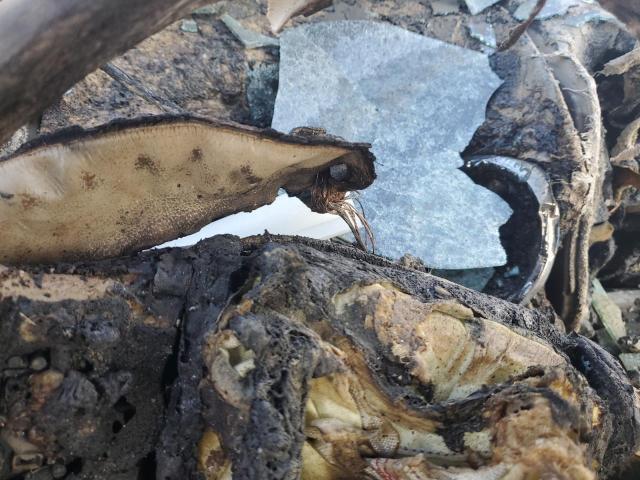 1FMEU74E96UA48487 - 2006 FORD EXPLORER EDDIE BAUER 勃艮第红 照片 9